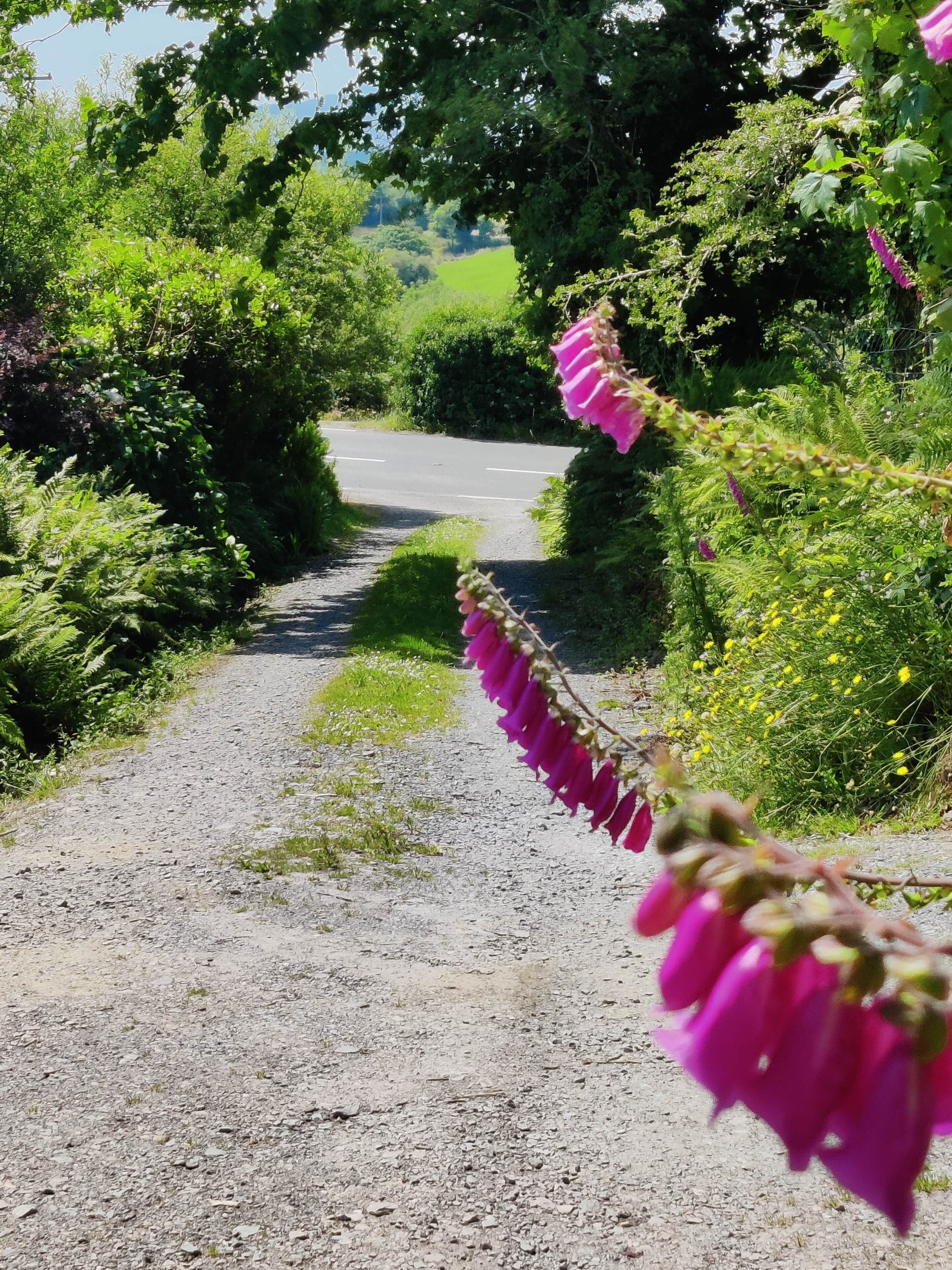 A gravel path flanked by dense greenery and flowering plants.