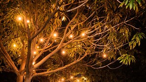 Uma árvore decorada com luzes de Natal à noite.