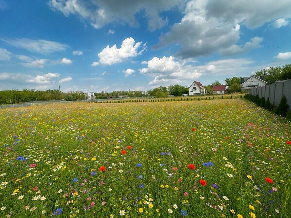 A field of wildflowers with houses in the background.