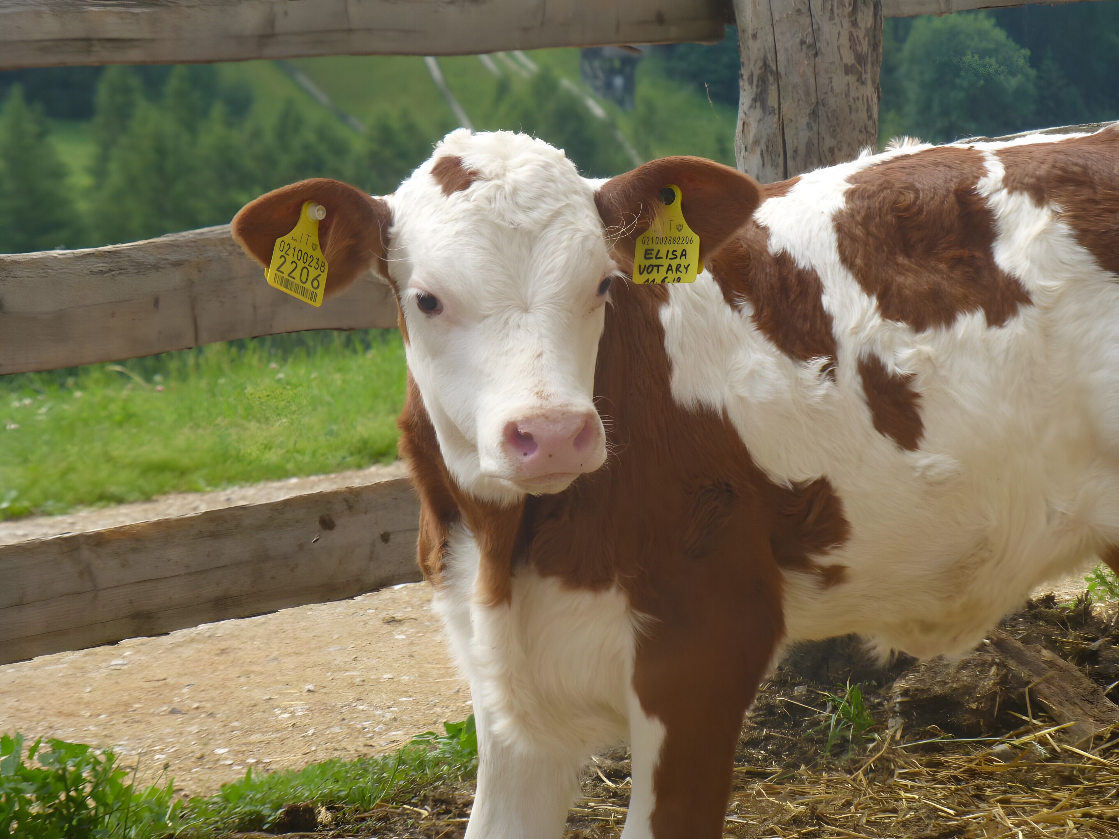 Une vache portant une étiquette jaune à l’oreille, se tenant dans un enclos délimité par une clôture, avec un poteau en bois et de l’herbe verte en arrière-plan.