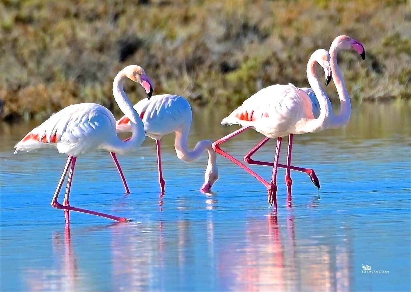 Trois flamants roses debout dans l’eau, et leur reflet se mire dans l’eau.