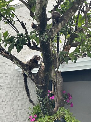 A tree with branches and leaves, and a building in the background. - Spacious vacation home for 10 people with pool 200 meters to the beach (Niterói)
