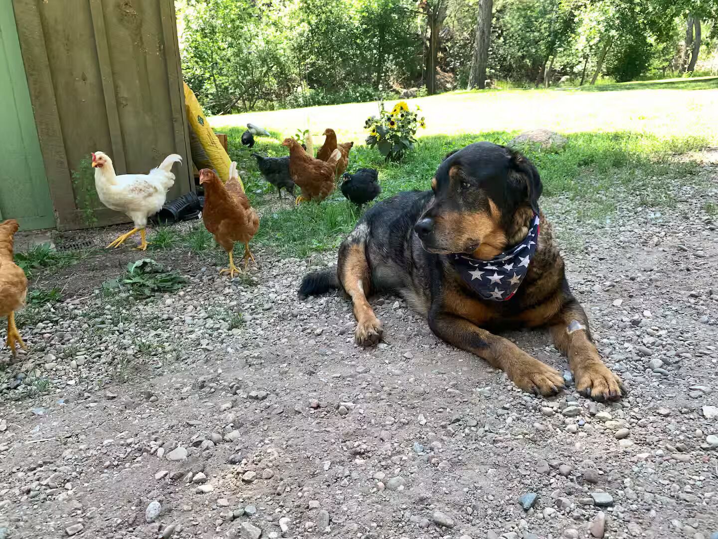 Pet-friendly
