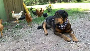 Pet-friendly