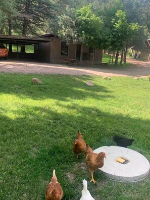 Billede uden beskrivelse, 4 af 14, knap