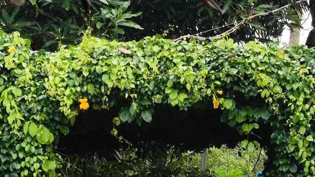 A garden with a concrete pathway, a blue swing, and lush greenery. - Kadingis homestay and eco tourism (Kadalundi)