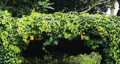 Kadingis homestay and eco tourism