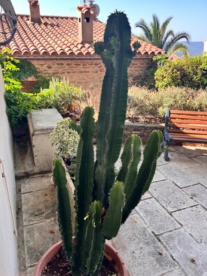 A potted cactus in a courtyard with a tiled roof building and a bench in the background. - 1900 traditional house in Grimaud (Grimaud)