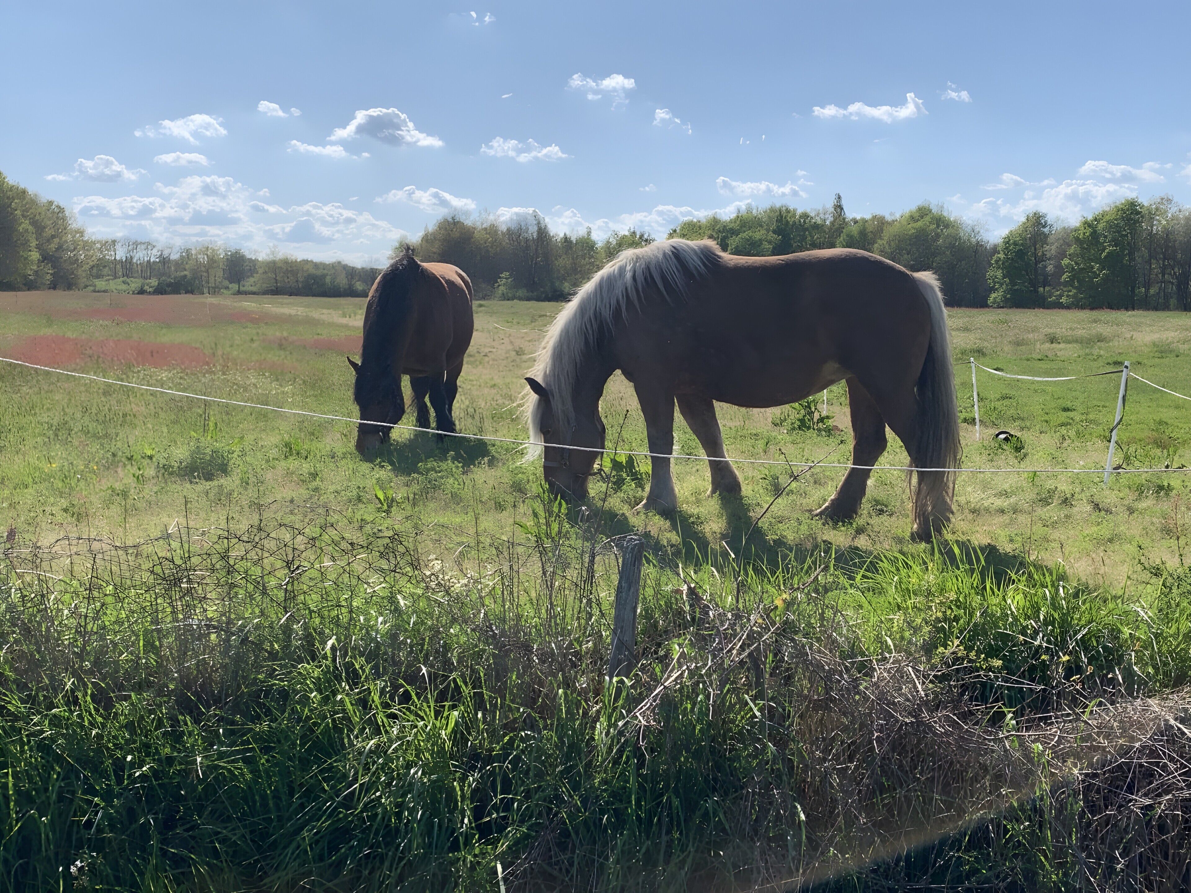 Two horses grazing in a fenced field with a clear sky.