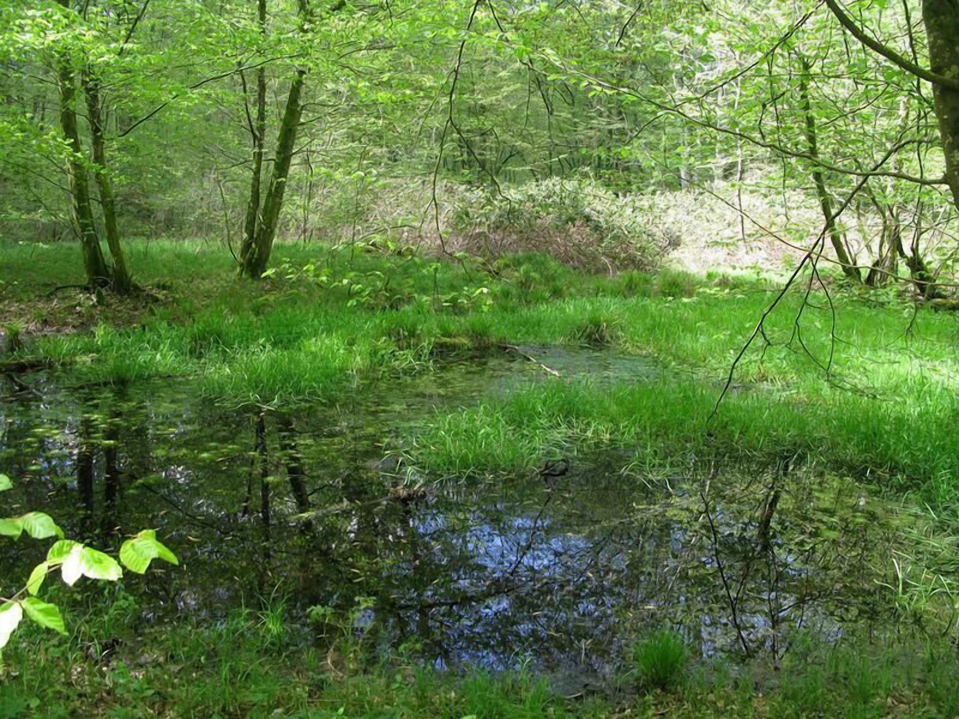 Un paysage forestier naturel avec un étang entouré d’herbe et d’arbres.