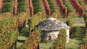 A stone building surrounded by rows of grapevines.