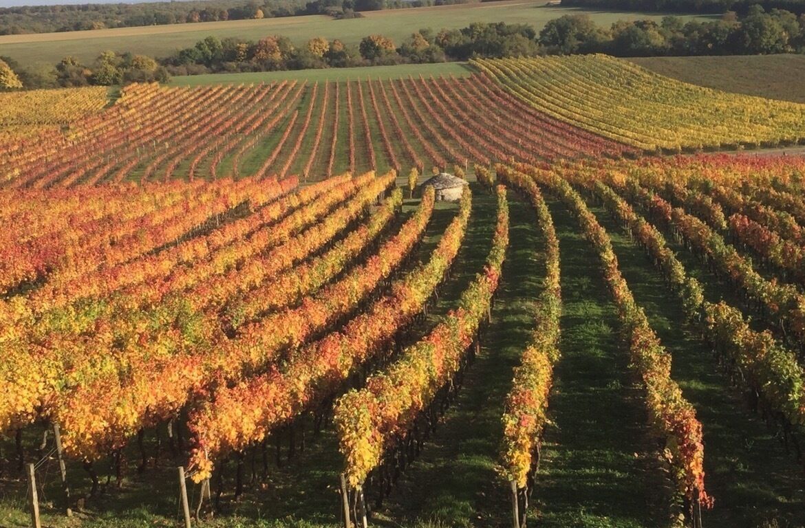 Superior Double Room, Non Smoking, Vineyard View | Terrace/patio