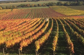 Habitació doble superior, no fumadors, vistes a les vinyes | Terrassa o pati