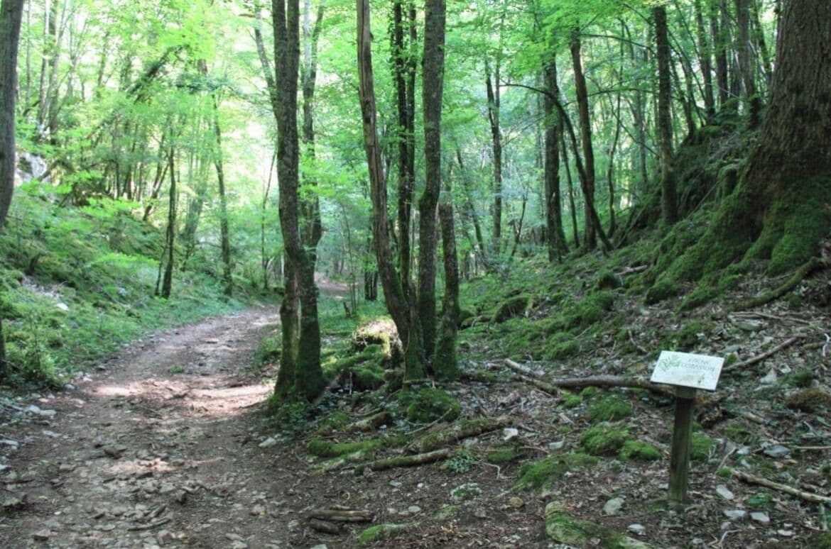 A forested trail with a signpost.