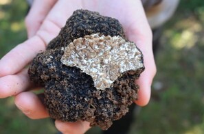 Hiking - DOUCE NUITS (Nuits-Saint-Georges)