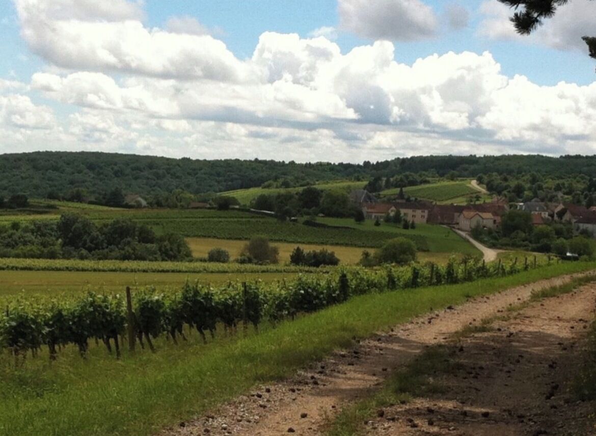 Un paysage rural avec des vignes, un chemin de terre et un bâtiment situé au loin.