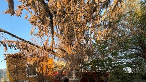 Une fontaine en pierre, dotée d’un bassin central et d’un sommet décoratif, est entourée d’une zone pavée de pierres, agrémentée d’arbres et avec un bâtiment visible au loin.