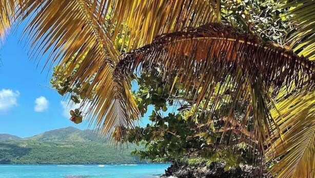 A beach with clear turquoise water, sandy shore, and a palm tree. - Painted house- 4 pax, 4 min from the beach (Las Galeras)