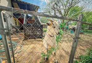 Una cabra detrás de una cerca de alambre en un espacio al aire libre, con un edificio y árboles de fondo.