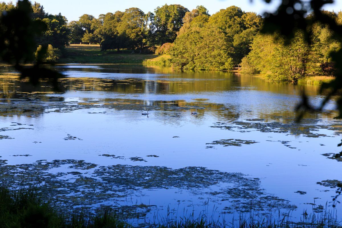 A calm lake with reflections of trees and a bridge in the background.