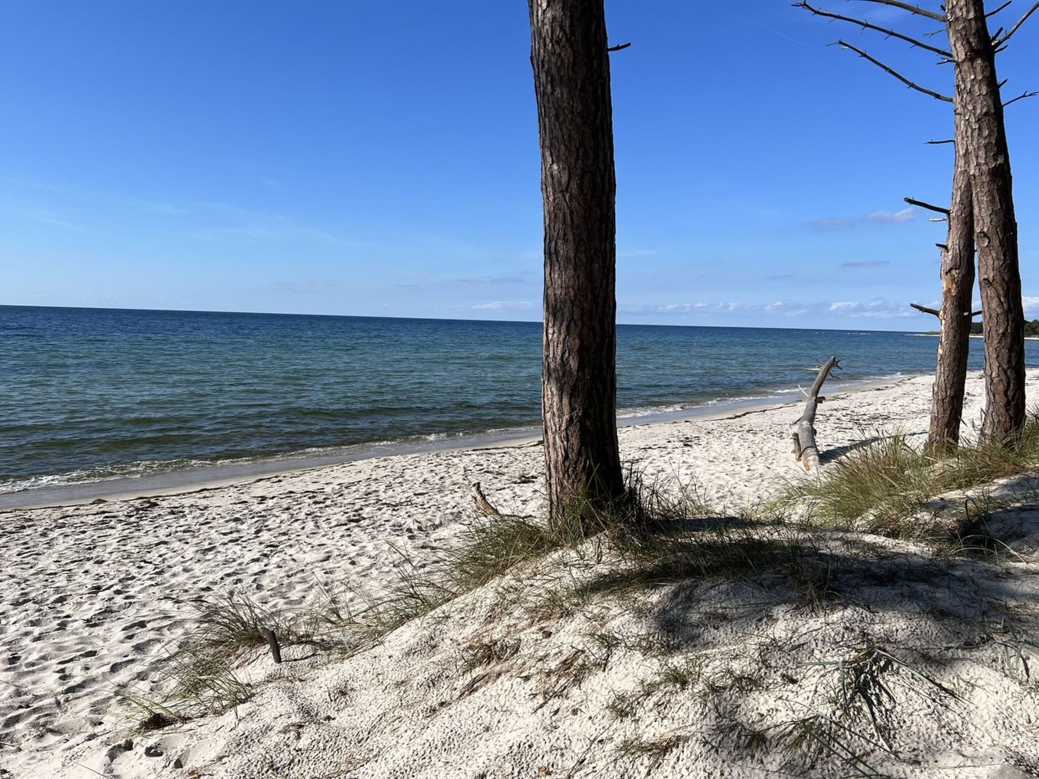 A beach with sand, a few trees, and a clear blue sky.