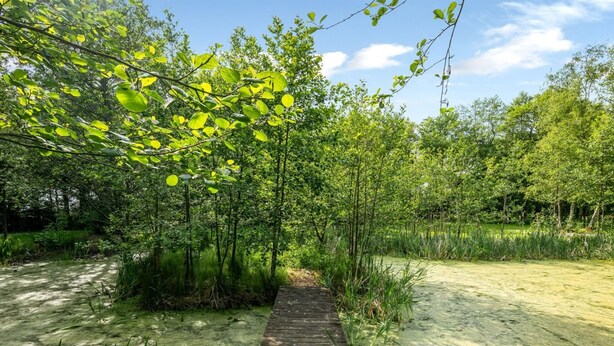 A wooden boardwalk through a dense, green forest with a clear sky. - "Blaguna" - 9km to the fjord by Interhome (Tarm)