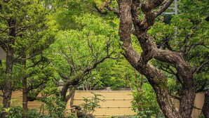 Un vialetto in pietra che si snoda attraverso un giardino con grandi rocce e alberi.