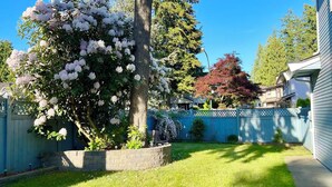 A residential backyard with a tree, a blue fence, and a house. - Vancouver in Style - Newly listed renovated home in Delta's Sunshine Hills (Delta)