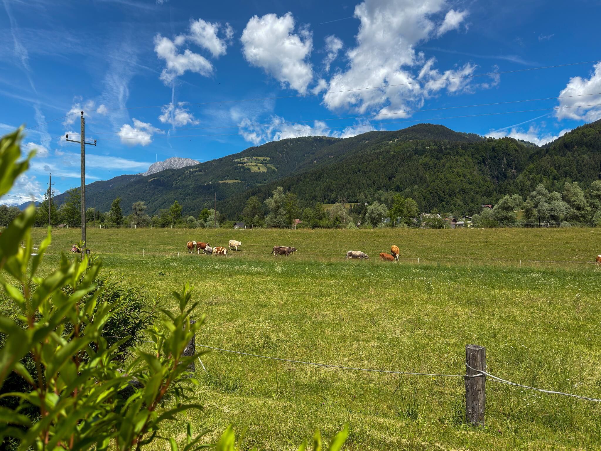 Un paysage rural avec un champ de vaches, une montagne en arrière-plan et un ciel bleu dégagé.