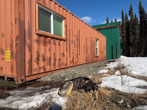 Property grounds - Cozy Container: A Shipping Container Retreat for Pups & People. (Soldotna)