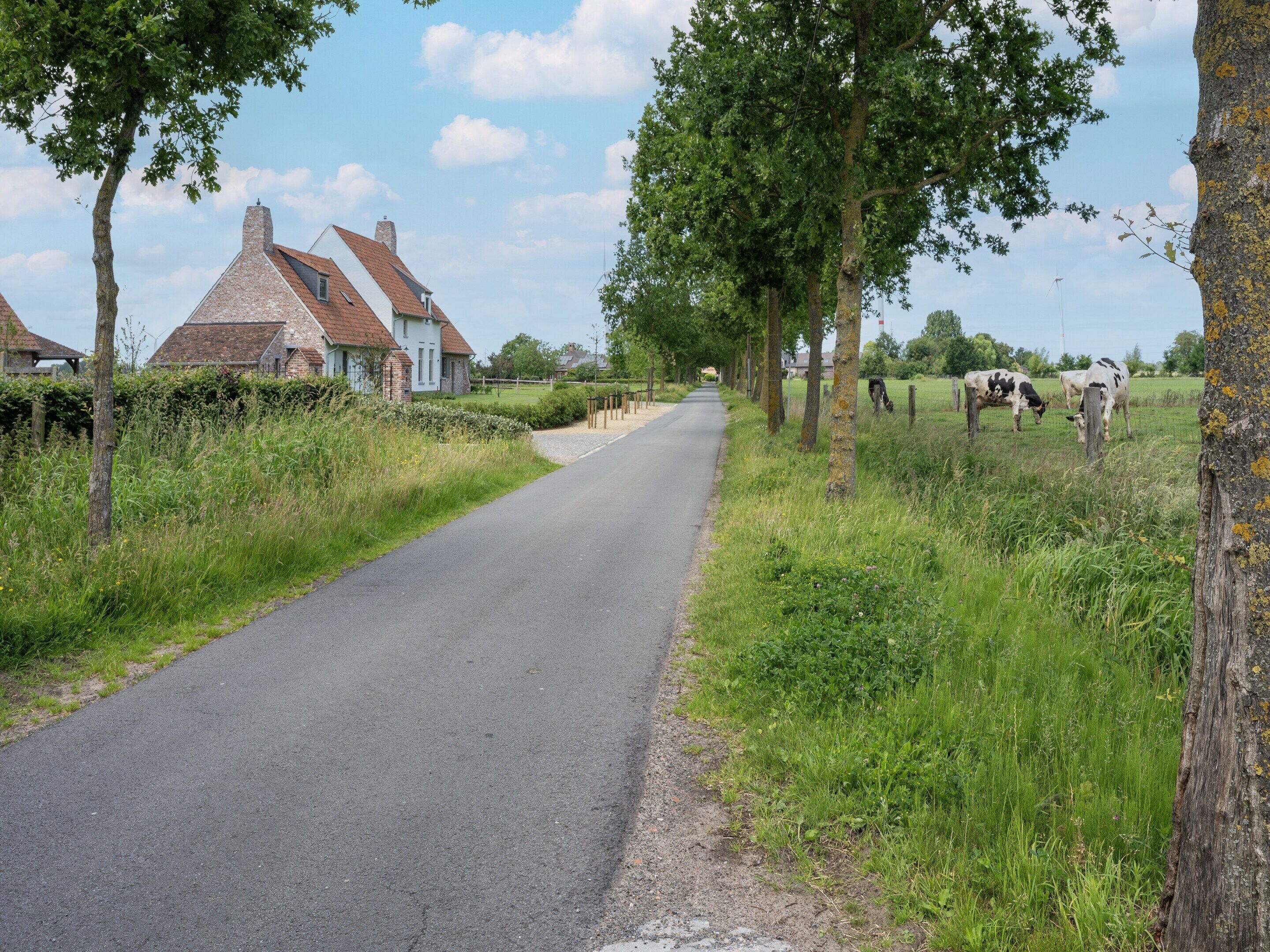 A rural road flanked by trees and houses.