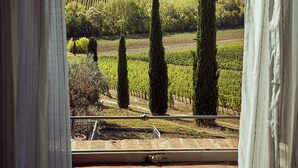 A window view of a vineyard with rows of grapevines and tall trees, a clear sky, and distant hills. - Tenuta Golo (Montepulciano)
