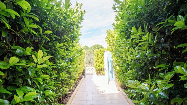 Un sendero bordeado por abundante vegetación verde que conduce a un edificio con fachada blanca.