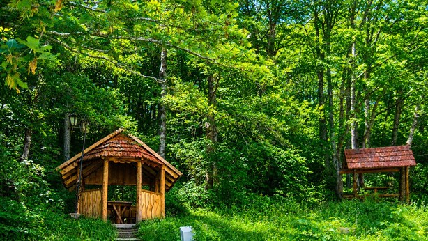 Une cabane en bois dotée d’un porche et d’un escalier menant à l’entrée, le tout entouré d’une végétation luxuriante.