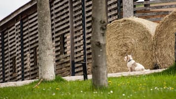 Apartment | View from property