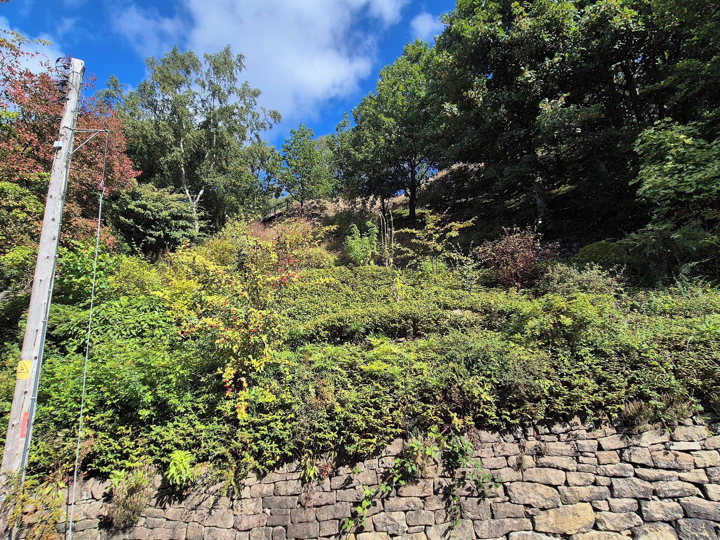 A stone wall with dense vegetation and trees in the background.