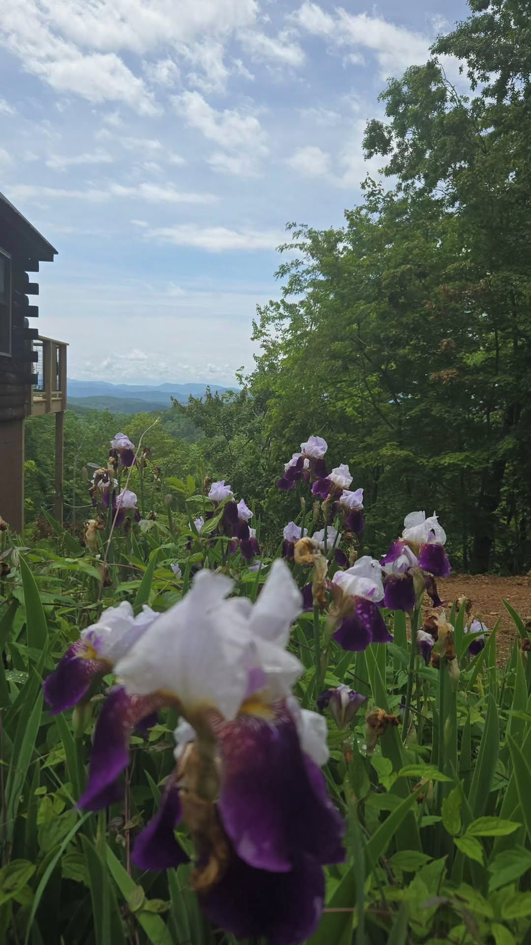 A garden with purple and white flowers, a building with a sloped roof, and a view of trees and hills in the background.