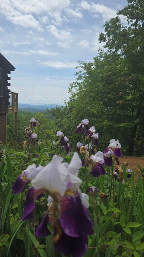 A garden with purple and white flowers, a building with a sloped roof, and a view of trees and hills in the background. - Remote Mystic Mtn Log Cabin - 360Views - AWD Required - 3 Acres of Privacy (Murphy)
