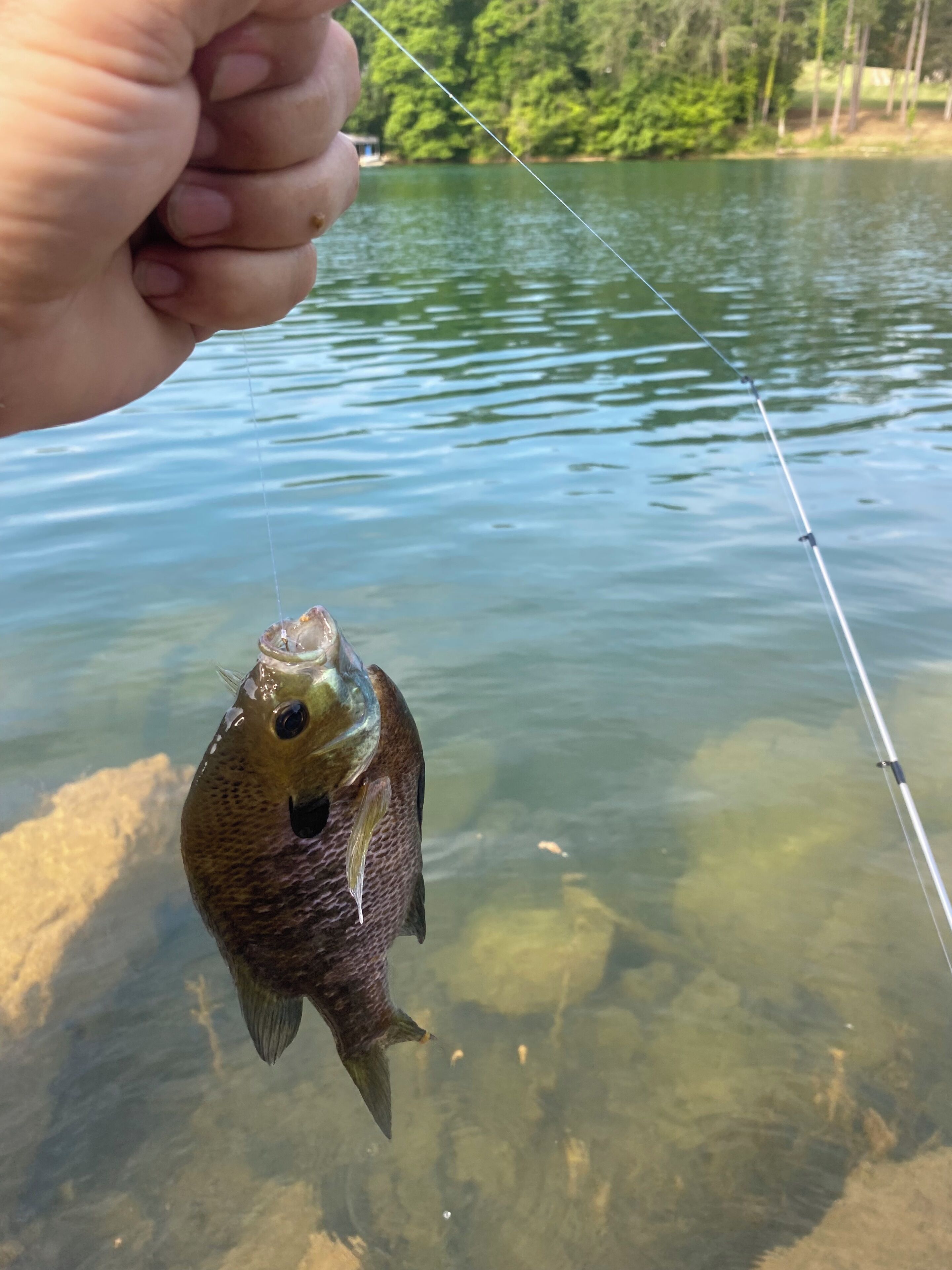 A hand holding a fish with a fishing rod.