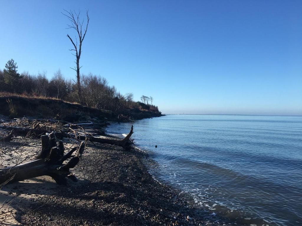 Una playa con un árbol caído, agua tranquila y cielo despejado.