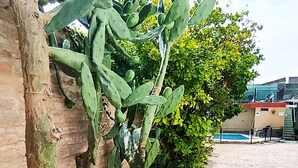 Un cactus, un sol recouvert de gravier et un bâtiment en arrière-plan.