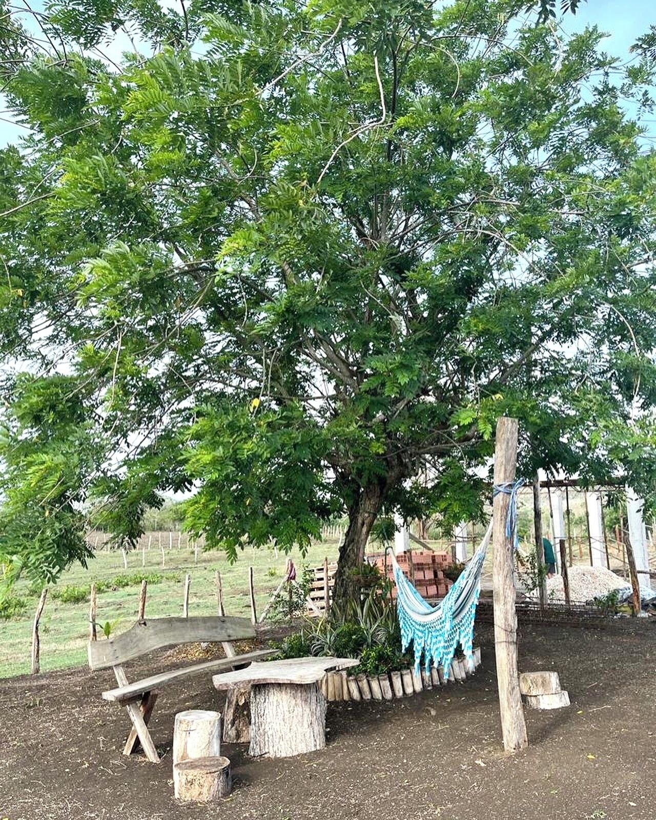 A hammock tied to a tree, a wooden bench, and a rustic fence in a rural setting.