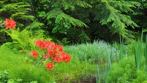A lush garden with a small stream, dense greenery, and vibrant red flowers. - Eco-Garden: Rural Beauty in recreation heaven. (Central Kootenay E)