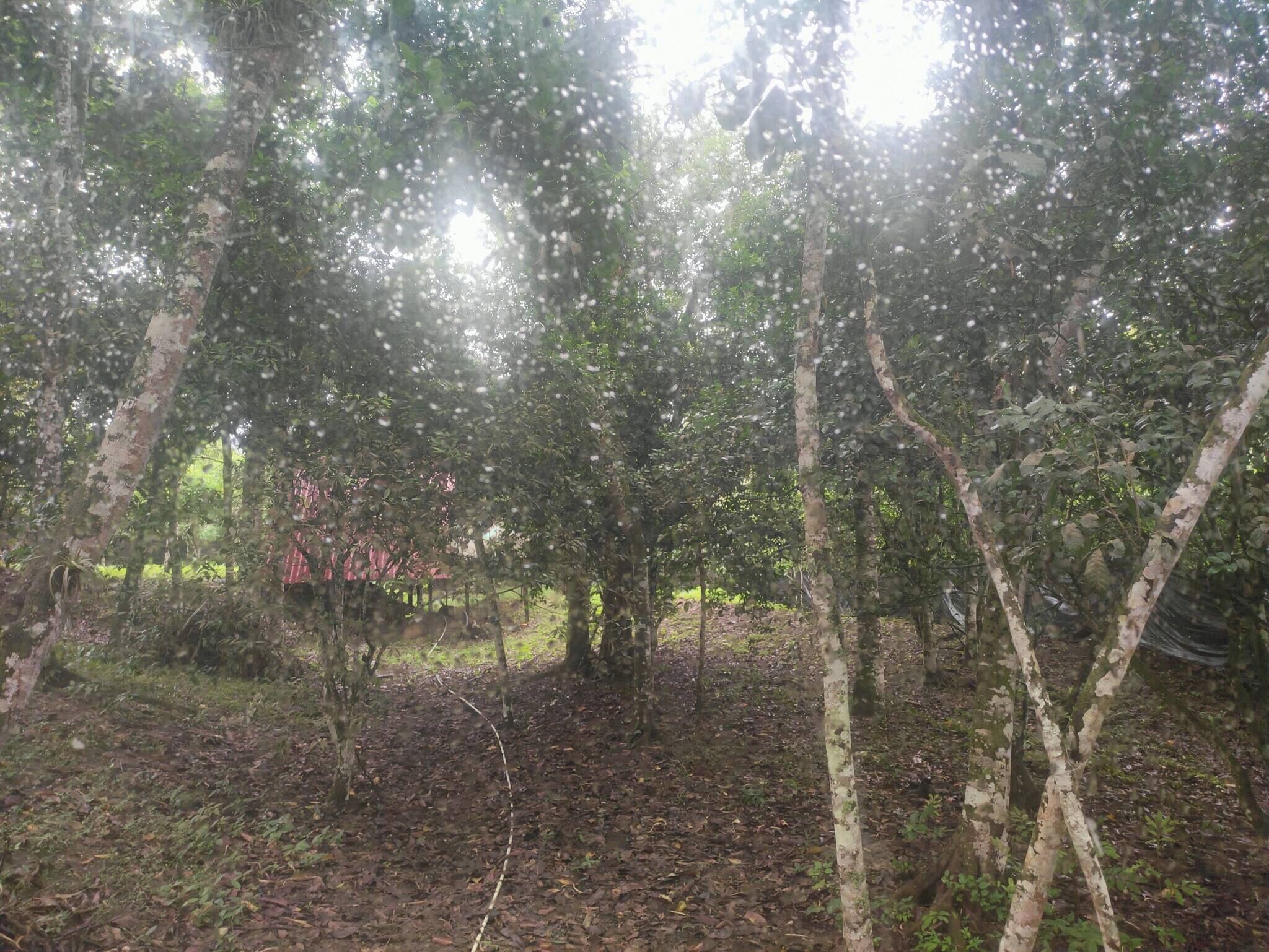 A forested area with trees and a path.