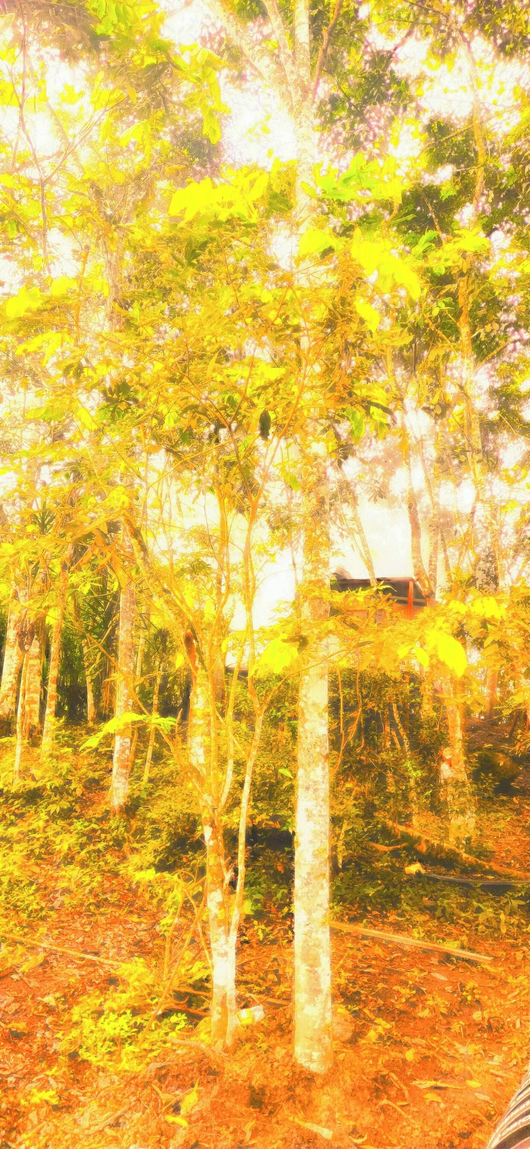Une forêt dense, avec de grands arbres, et un bâtiment dont une partie est dissimulée par le feuillage.