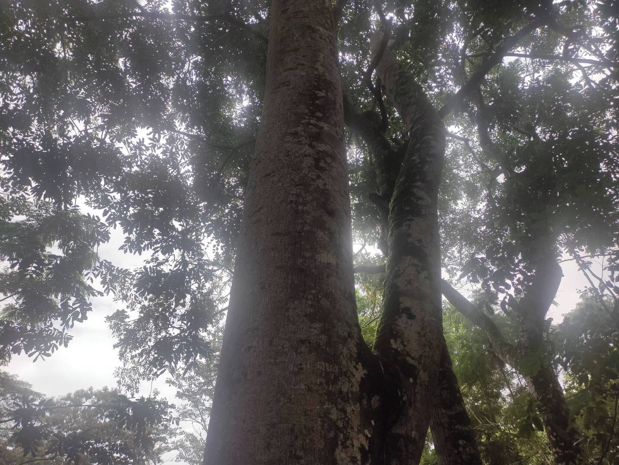 A dense forest with tall trees and sunlight filtering through the leaves.