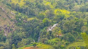 Un paysage verdoyant et luxuriant, avec une cascade et une forêt dense.