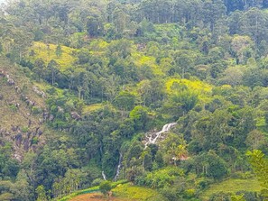 Miscellaneous - Wooden Dream Ella (Ella)