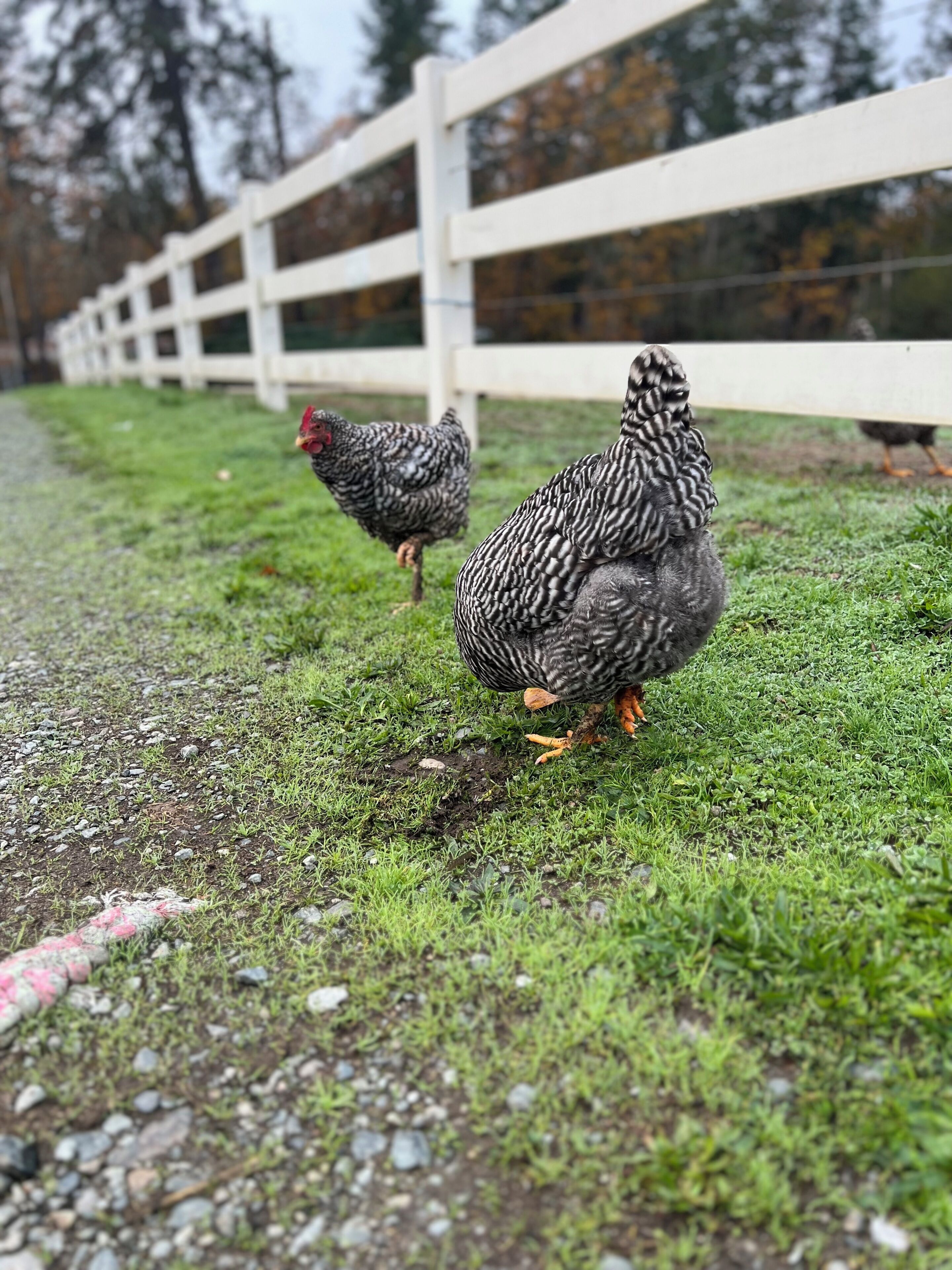 Deux poules se trouvent sur une surface herbeuse, avec une clôture blanche en arrière-plan.
