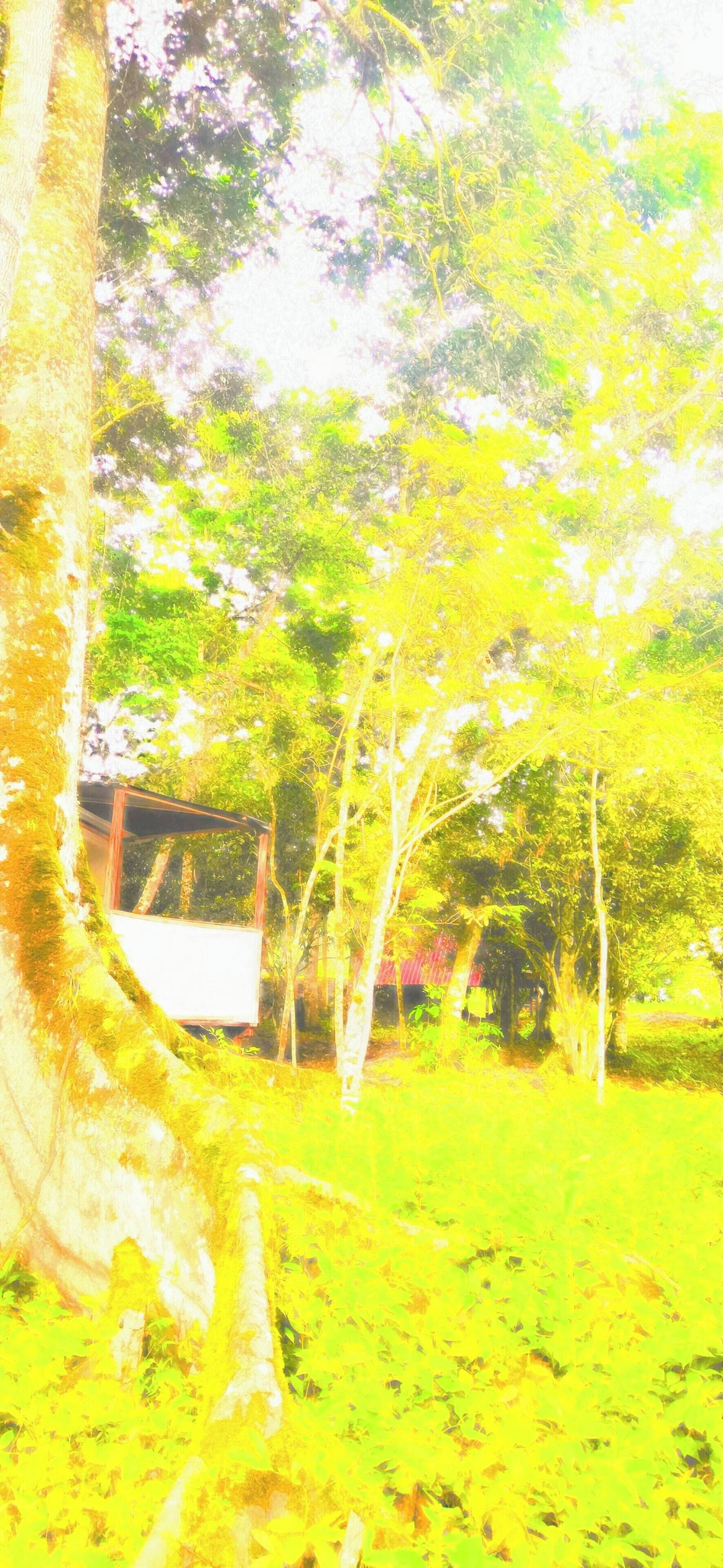 A forested area with a structure that appears to be a small cabin or shelter.